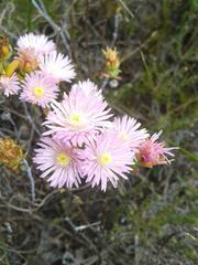 Lampranthus caudatus