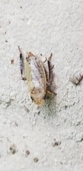 Anoscopus serratulae