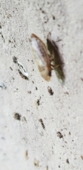 Anoscopus serratulae