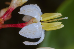 Ardisia costaricensis