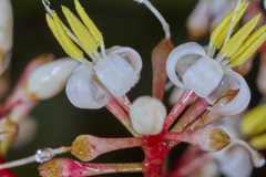 Ardisia costaricensis