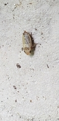 Anoscopus serratulae