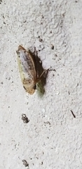 Anoscopus serratulae