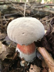 Caloboletus firmus