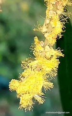 Acacia