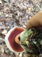 Caloboletus firmus