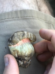 Caloboletus firmus