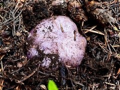 Cortinarius subolivascens