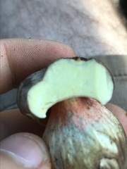 Caloboletus firmus