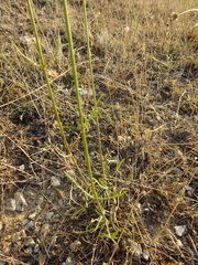 Scabiosa ochroleuca