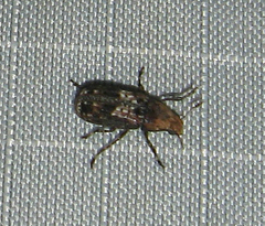 Euparius
