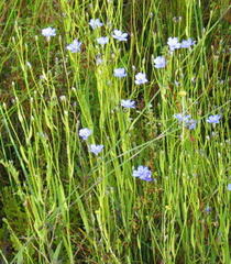Aristea palustris