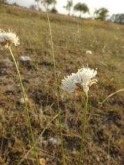 Scabiosa ochroleuca