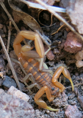 Uroplectes planimanus