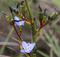 Aristea ensifolia