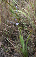 Aristea ensifolia