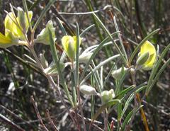 Argyrolobium filiforme