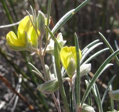 Argyrolobium filiforme