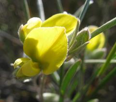 Argyrolobium filiforme