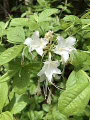 Rhododendron alabamense