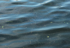 Vallisneria spiralis