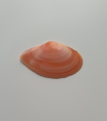 Bosemprella incarnata