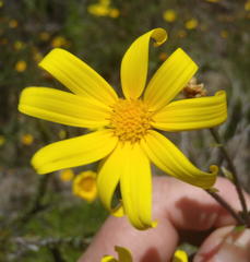 Osteospermum polygaloides polygaloides