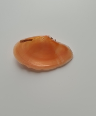 Bosemprella incarnata