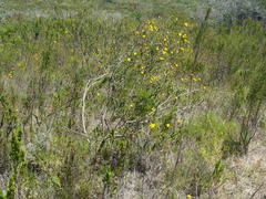 Osteospermum polygaloides polygaloides