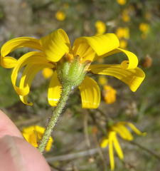 Osteospermum polygaloides polygaloides