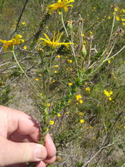 Osteospermum polygaloides polygaloides