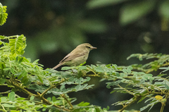 Phylloscopus trochiloides