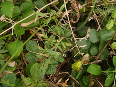 Silphiodaucus prutenicus