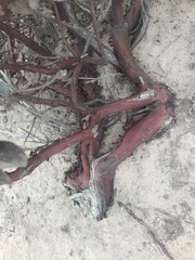 Arctostaphylos confertiflora