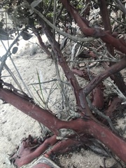 Arctostaphylos confertiflora