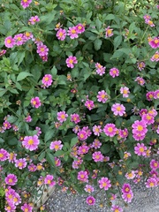 Eriocapitella × hybrida