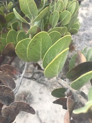 Arctostaphylos confertiflora