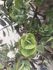 Arctostaphylos confertiflora