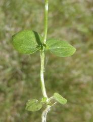 Sebaea grisebachiana