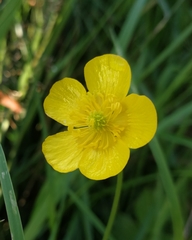 Ranunculus lingua