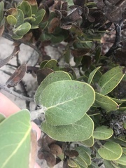 Arctostaphylos confertiflora