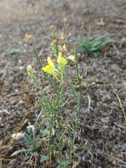 Linaria supina