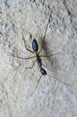 Camponotus etiolipes