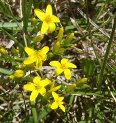Sebaea grisebachiana