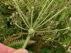 Silphiodaucus prutenicus