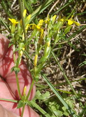 Sebaea grisebachiana
