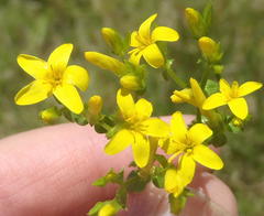 Sebaea grisebachiana