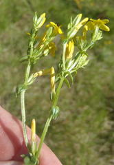 Sebaea grisebachiana