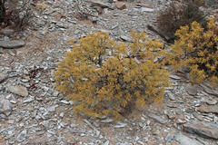 Zygophyllum segmentatum