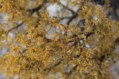 Zygophyllum segmentatum